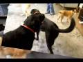 videos de This Week at Harvard Kennels XVIII