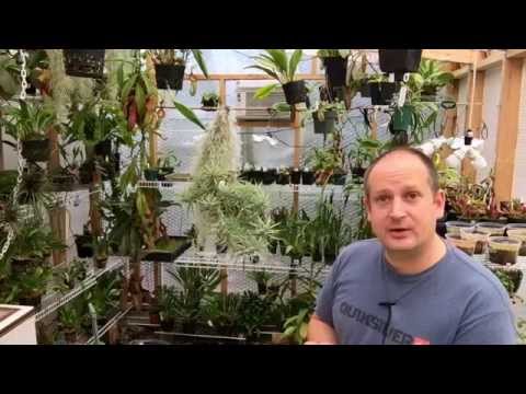 how to fertilize air plants