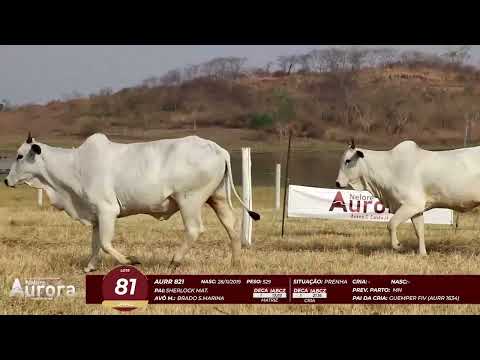 4� De Olho na Fazenda - NELORE AURORA participa��o Chico Paulic�ia