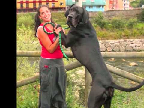 gran danes
