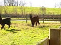 Llama Spit
