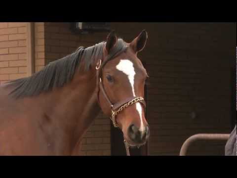 horse racing