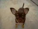 This is keyla my Chihuahua at 12 weeks old