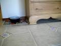 videos de C and D Litters 10.10.08 - 1