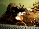 lasiodora parahybana vs mysz