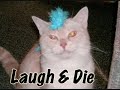 worlds funniest and cute cats ! Funny and hilarious!