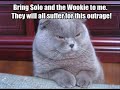 Worlds funniest and cute cats ! funny and hilarious!
