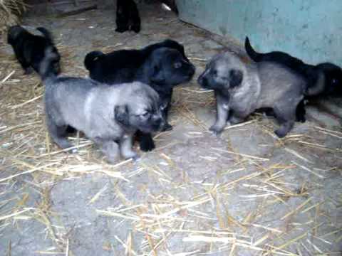 Qeni+i+sharrit+vs+ujku