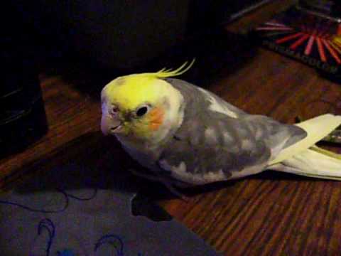 CANUTOOO...EL KABRON..NINFA CACATUA