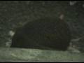 A Hedgehog in my garden!