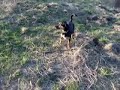 Jack Russell Terrier and Bibi
