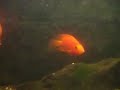 Parrotfish Breeding