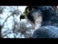 peregrine