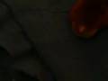 videos de My hamster
