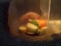 Naked mole rat(Heterocephalus glaber)