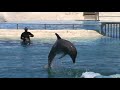 Kekaimalu the Wholphin Kekaimalu the Wholphin