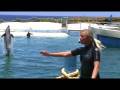 Kekaimalu the Wholphin