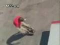 Rodney Mullen Freestyle Sesson