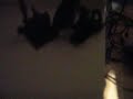 Aragorn Farts on one Night Goblin