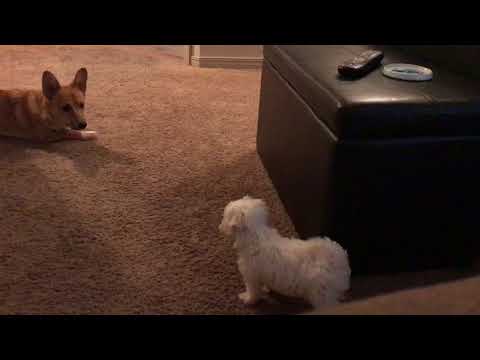 Little guy playing with Athena