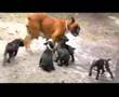 Boxers Puppies