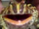 Frog Roll