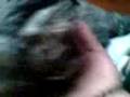 videos de doodles