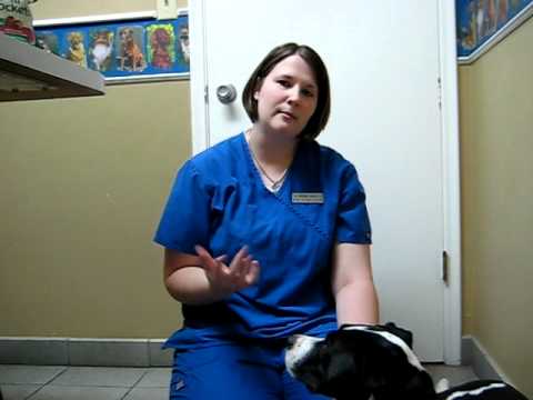 how to administer oral medication to a dog