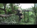 Panda\