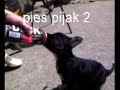 pies pijak żul 2