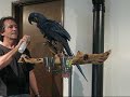 Hyacinth Macaw Hyacinth Macaw