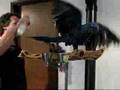 Hyacinth Macaw