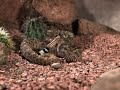 Rattle snake