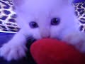 felinos filhotes