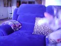 felinos filhotes