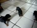 videos de Filhotes de IOKI 003