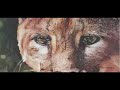 www laviniatrebbi com   obras fauna e flora 
