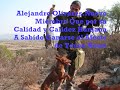Aguilillas y podencos 3