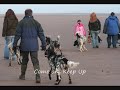 Munsterlanders at Tentsmuir