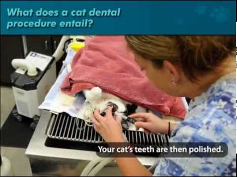 Cat Doctors - Cat Dental Procedure - YouTube