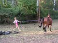 Amazing horse Amazing horse