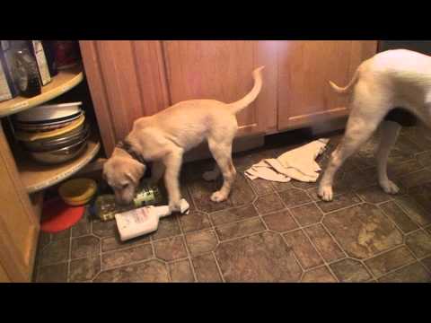 apollo make AKC labrador Retriever 9 weeks old and other lab puppies.m2ts