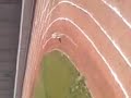 funy dog sport