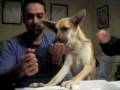 videos de Obama comete las uvas, mira nuestros perritos!!!