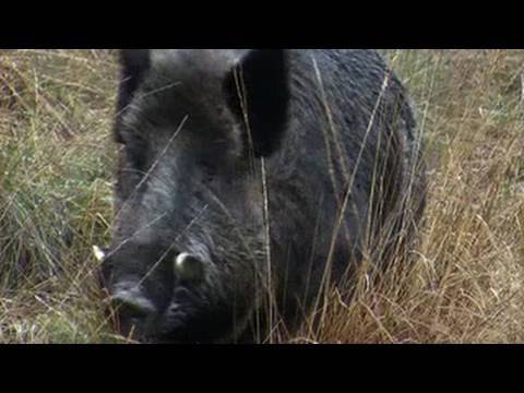 boar