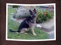K9 Officer Reme, A Pet Memorial