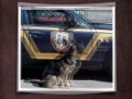 K9 Officer Reme, A Pet Memorial