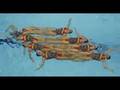 Synchronized Swimming