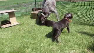 Shake 'em Off
