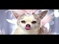 Celebrity Dogs Celebrity Dogs
